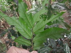 Meiogyne hirsuta