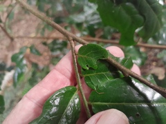 Meiogyne hirsuta