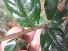 Meiogyne hirsuta