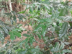 Meiogyne hirsuta