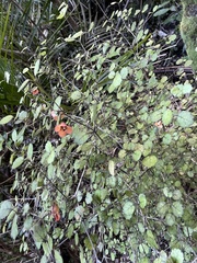 Rhabdothamnus solandri