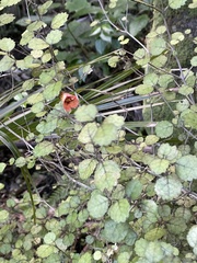 Rhabdothamnus solandri