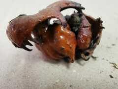 Andricus dentimitratus