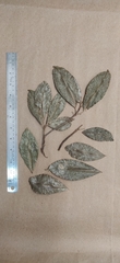 Acronychia pedunculata