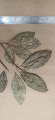 Acronychia pedunculata