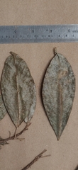 Acronychia pedunculata