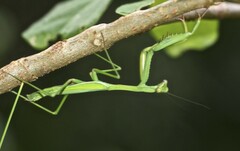 Pseudomantis albofimbriata
