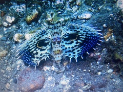 Dactyloptena orientalis