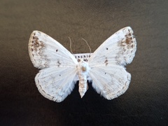 Lomographa temerata