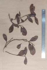 Calophyllum austroindicum