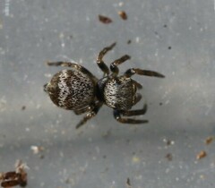 Euryattus bleekeri