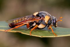 Perga affinis