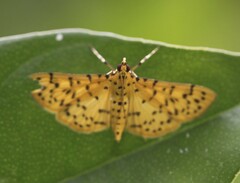 Conogethes punctiferalis