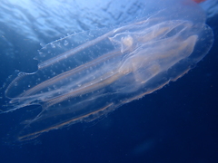 Leucothea multicornis