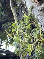 Peperomia urvilleana