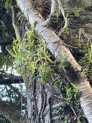 Peperomia urvilleana