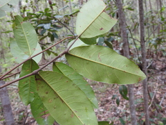 Flindersia bennettii