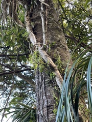 Peperomia urvilleana