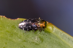 Diphucrania