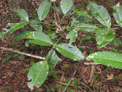 Flindersia bennettii