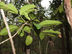 Flindersia bennettii