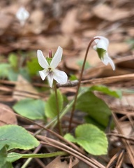 Viola primulifolia