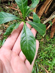 Pavetta australiensis