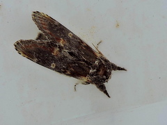 Notodonta dromedarius