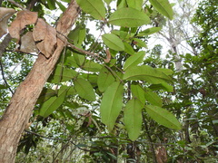 Flindersia bennettii