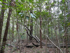 Flindersia bennettii