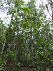 Flindersia bennettii