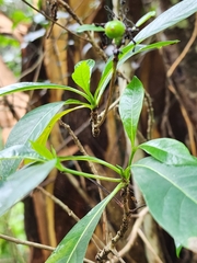 Pavetta australiensis