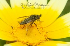 Conophorus atratulus