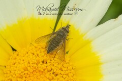 Conophorus atratulus