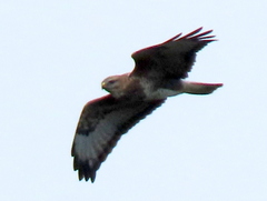 Buteo trizonatus