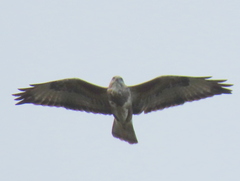 Buteo trizonatus