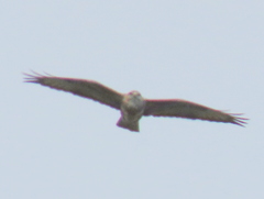 Buteo trizonatus