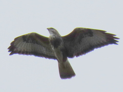 Buteo trizonatus