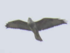 Buteo trizonatus