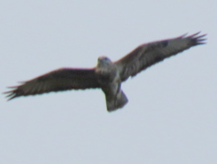 Buteo trizonatus