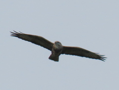 Buteo trizonatus