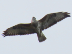 Buteo trizonatus