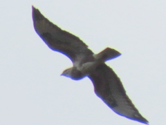 Buteo trizonatus