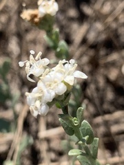 Pimelea humilis