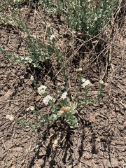 Pimelea humilis