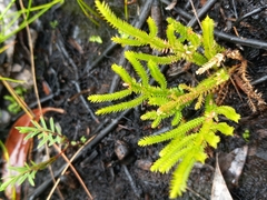 Selaginella uliginosa