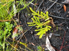 Selaginella uliginosa