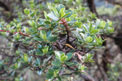 Escallonia myrtilloides