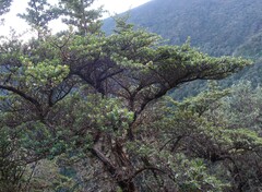 Escallonia myrtilloides