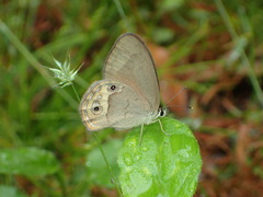 Hypocysta pseudirius
